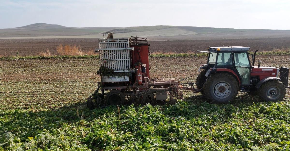 ankara polatlida seker pancari hasadi hiz kazaniyor uzWF4PUs.jpg