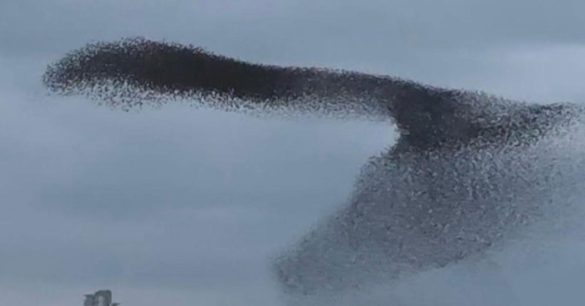 ankarada sigirciklarin buyuleyici dansi gokyuzunu susledi sUvISLpp.jpg