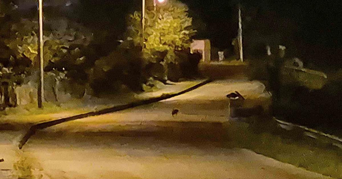 bartinda ac kalan cakallar sehre indi BeGRiyCK.jpg