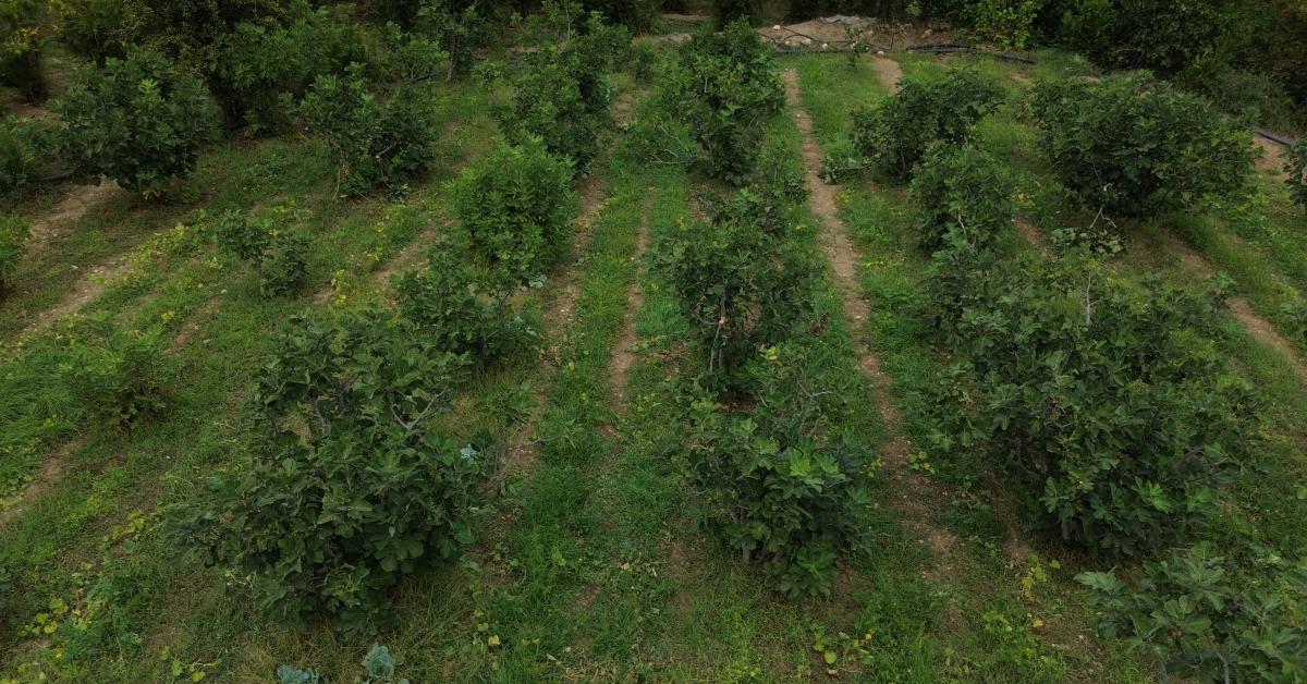 bilecik inhisarda incir hasadi ile bereketli gunler yasaniyor 8EvgL7VG.jpg