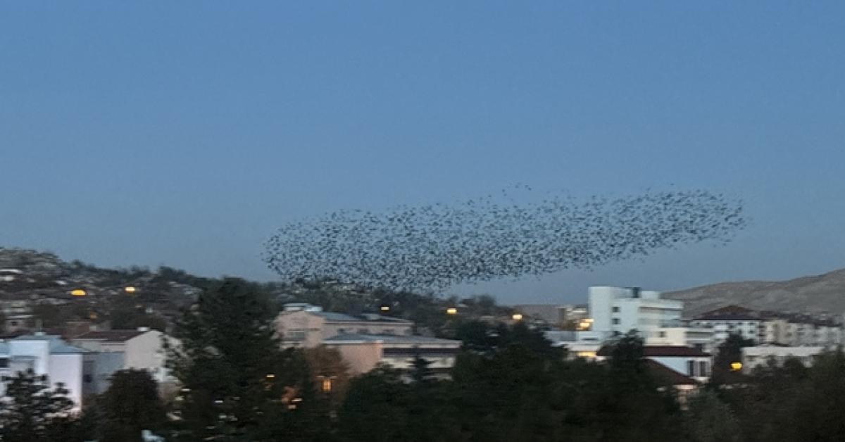 cankirida aksam sigirciklarin gorsel soleni xaNxJYLI.jpg