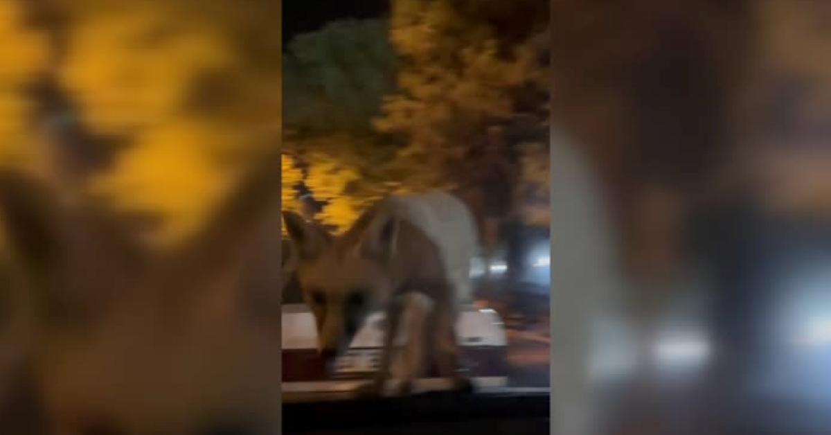 cankirida geceleyen tilki sehri ziyaret etti 5RvI5VjC.jpg