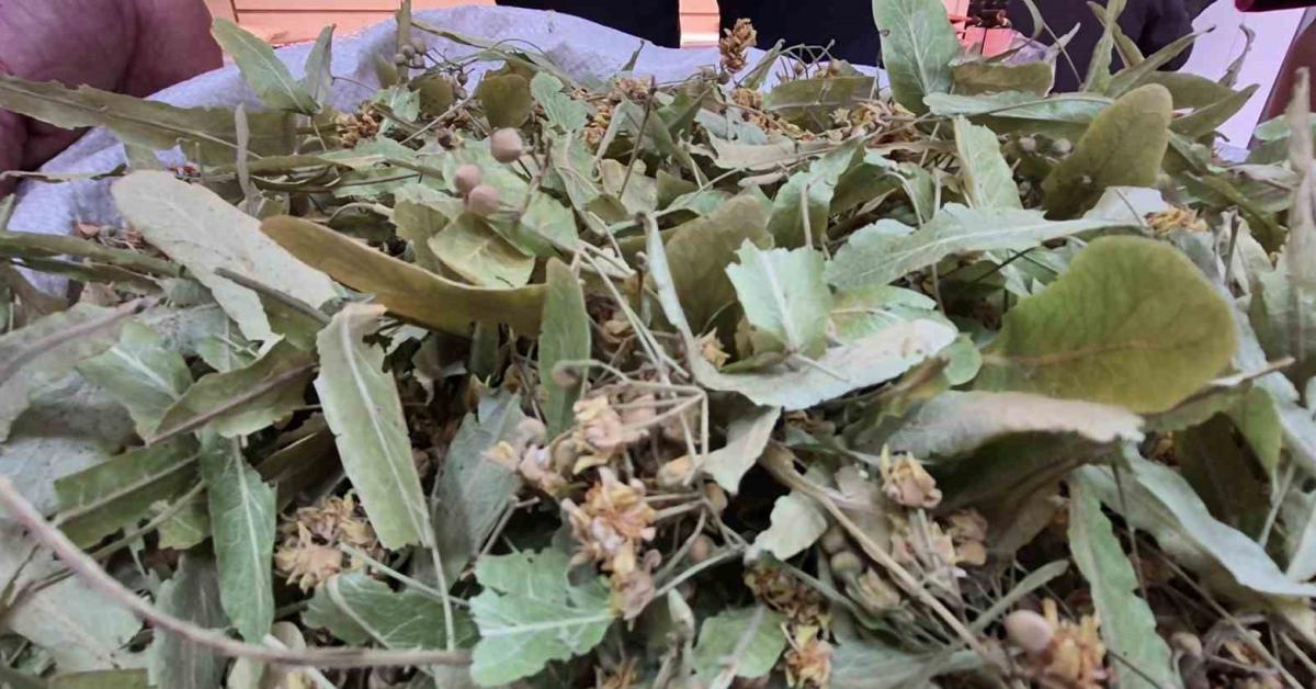 duzcede ihlamur bollugu gecen yila gore fiyatlar yariya dustu ObOkuNZg.jpg