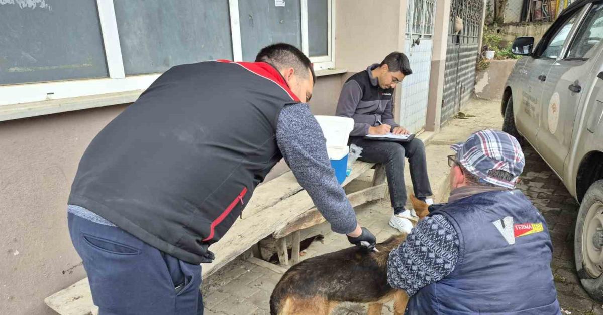 duzcede kedi ve kopekler icin cip takma calismalari suruyor 1uSwjrtQ.jpg