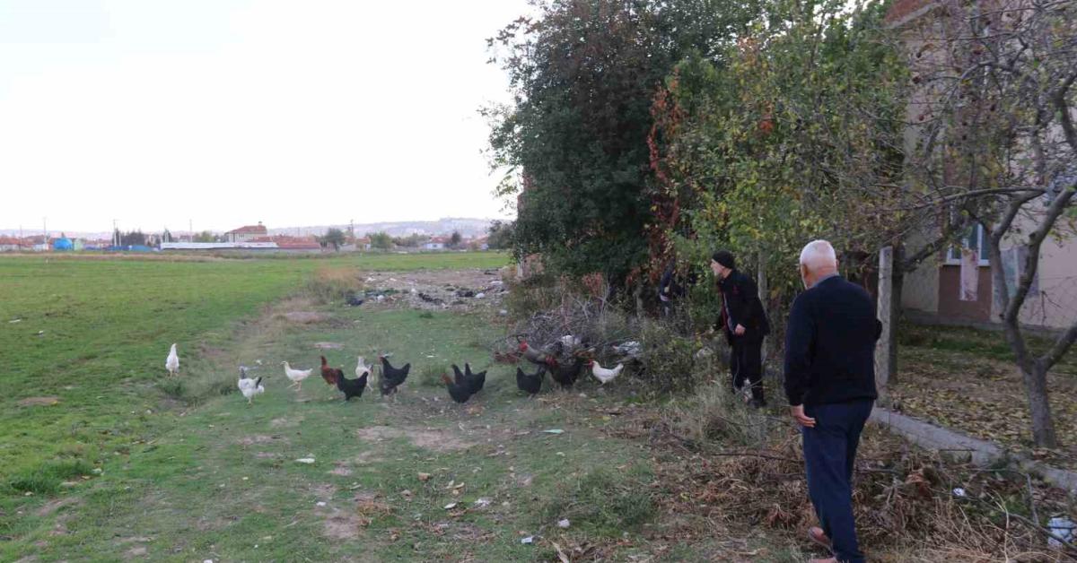 eskisehirde basibos kopekler tavuklari tek tek telef ediyor gwnaCaOd.jpg