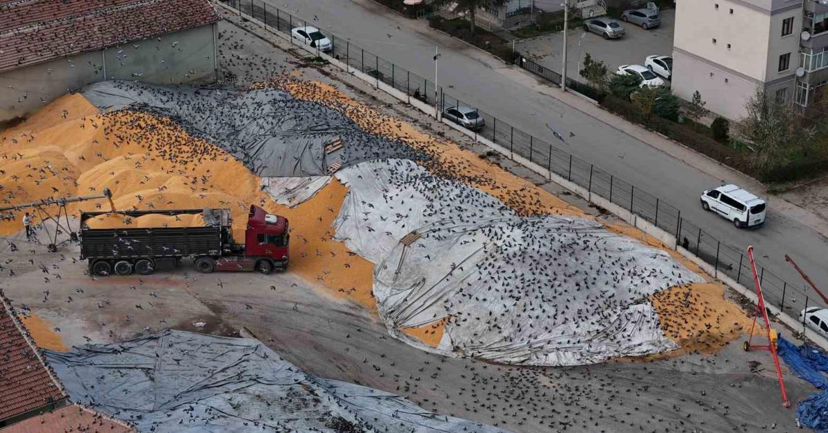 eskisehirde guvercin krizi yasaniyor DIXNXtII.jpg