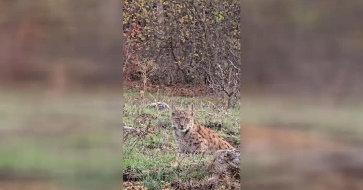 karabuk ovacikta nesli tehlike altinda olan vasak goruntulendi FuQipNG2.jpg