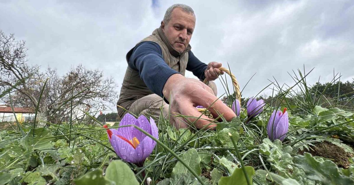 karabuk safranboluda uretiliyor kilosu 600 bin liraya satiliyor q9VZrGfw.jpg