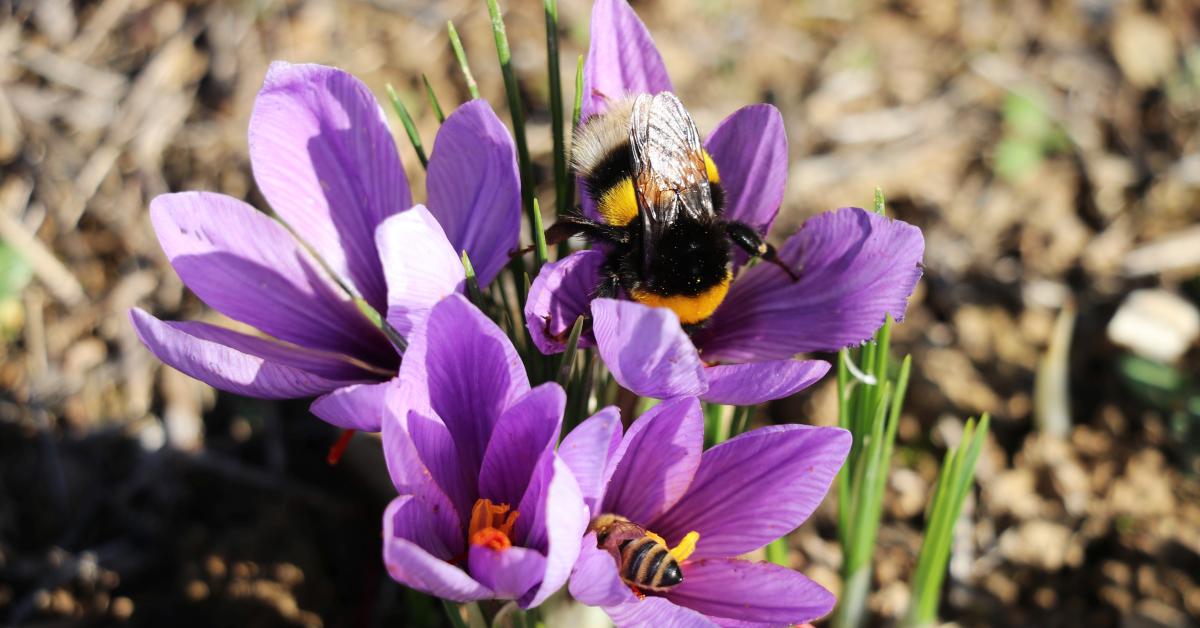 karabukte safran imecesi qx12LZhy.jpg