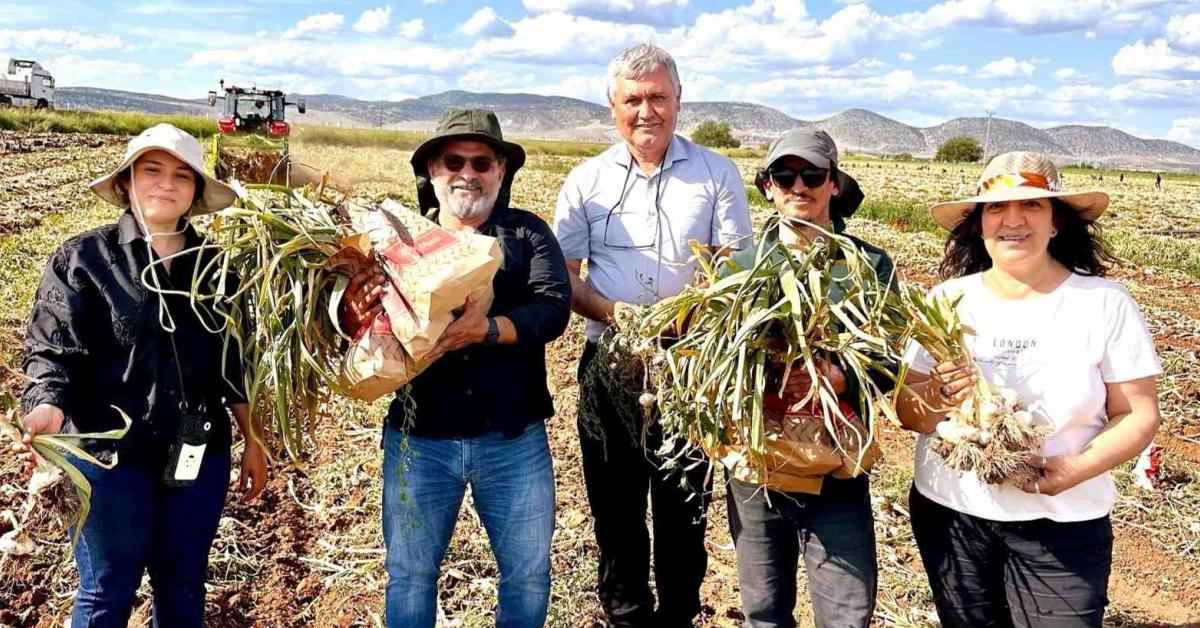 karabukte sarimsakta verim artisi icin cozum onerileri gelistirildi Lch5NLxv.jpg