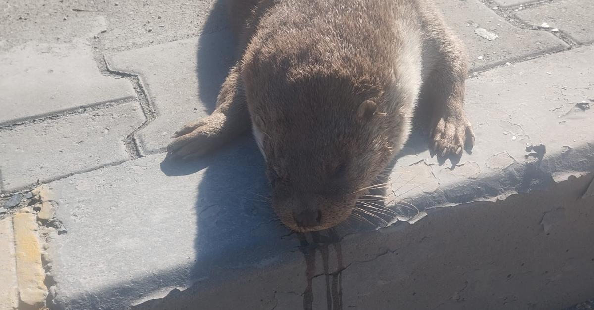 karabukte zavalli su samuru trafik kazasi kurbani oldu VvnkJvXm.jpg