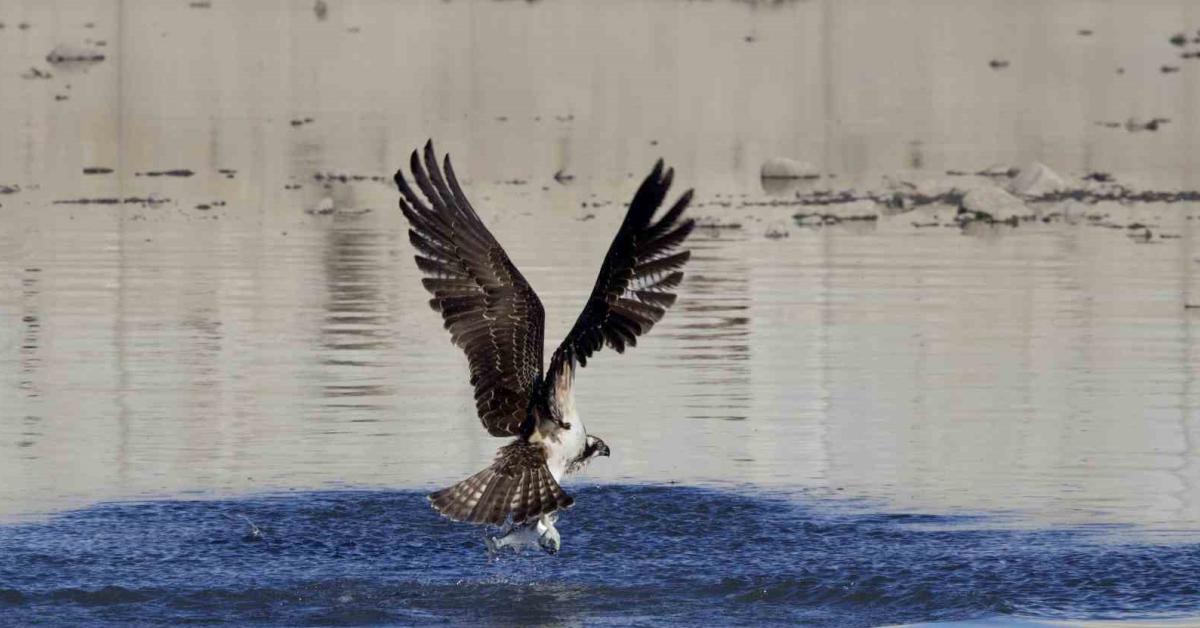 kastamonu abanada nadir gorulen balik kartallari goruntulendi 4UzRqRpO.jpg