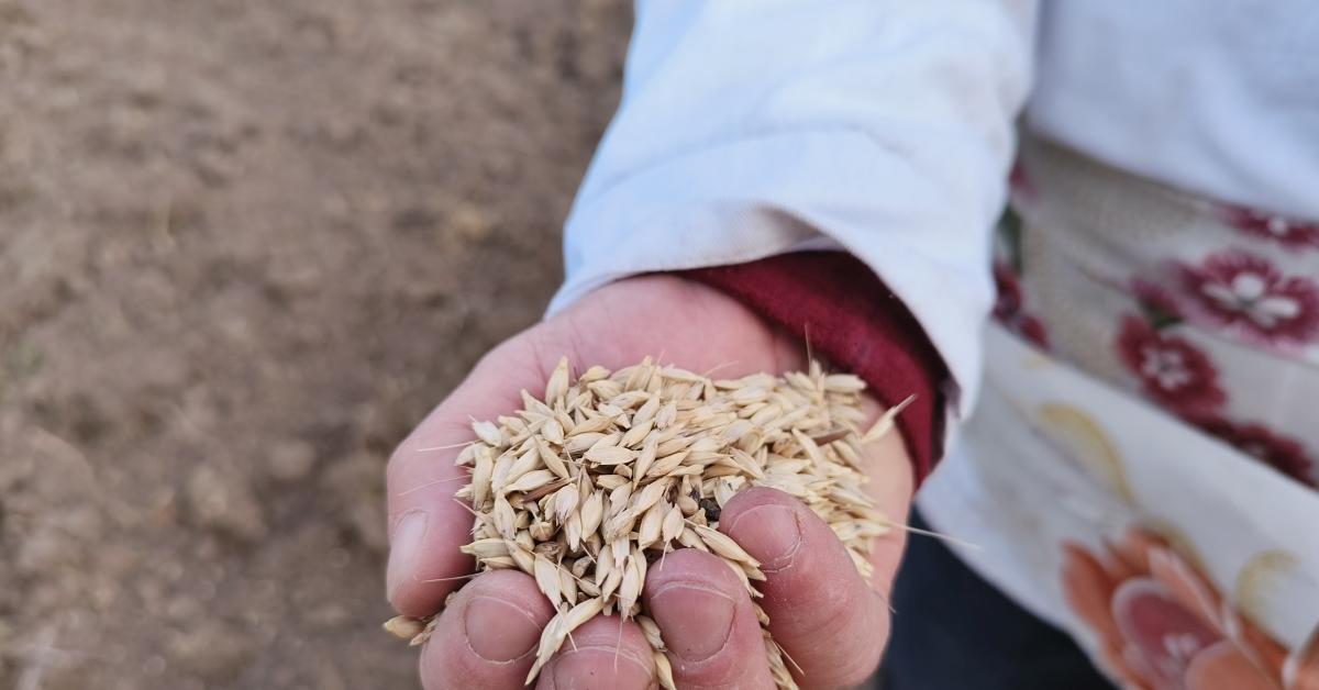 kastamonu ihsangazide bugdayin atasi 12 bin yil oncesine dayaniyor xnZzxcRc.jpg