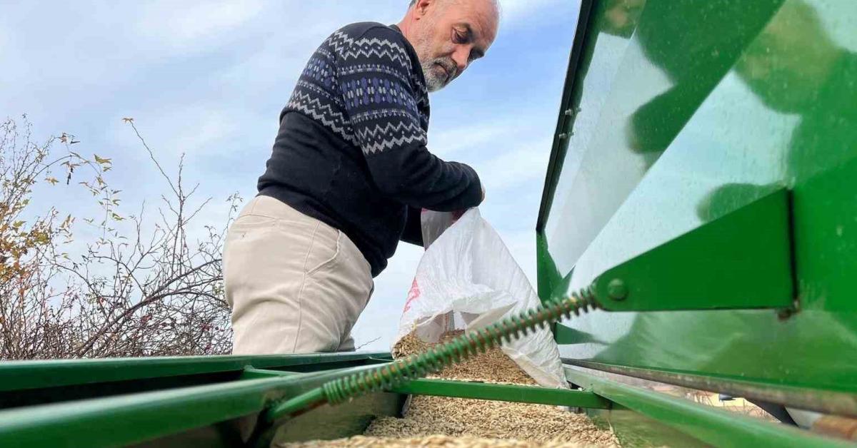 kastamonu ihsangazide siyez bugdayi ekimi basladi vPsdMlcW.jpg
