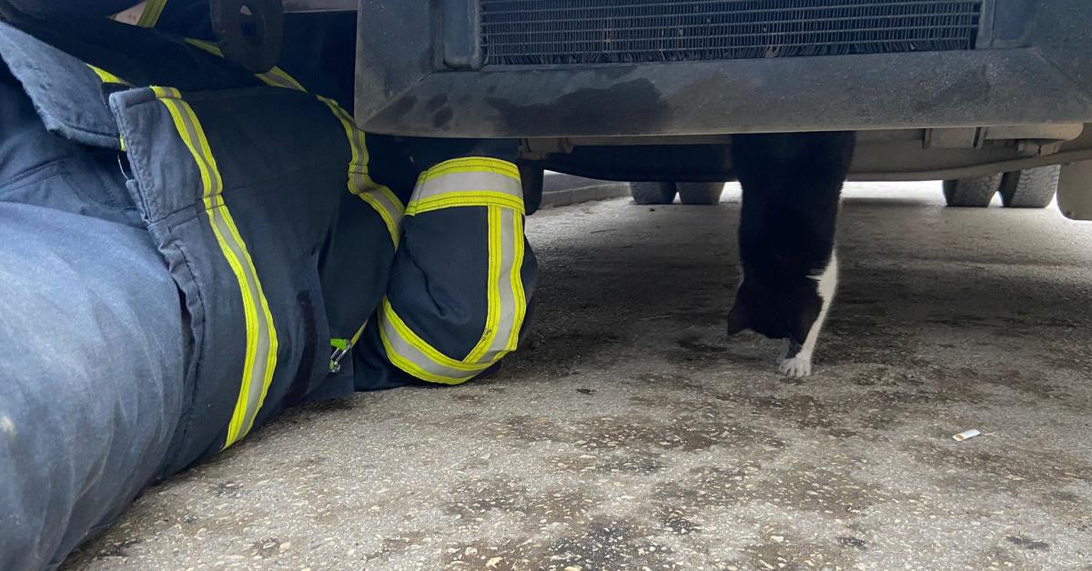 kastamonu taskoprude kurtarilan kedi yavrusu hayata dondu B9eR6R6c.jpg