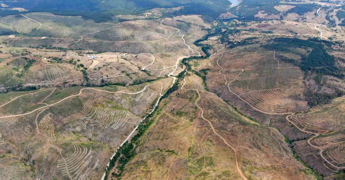 kastamonu taskoprude yangin sonrasi ormanlar yeniden yeseriyor GxalTVb1.jpg