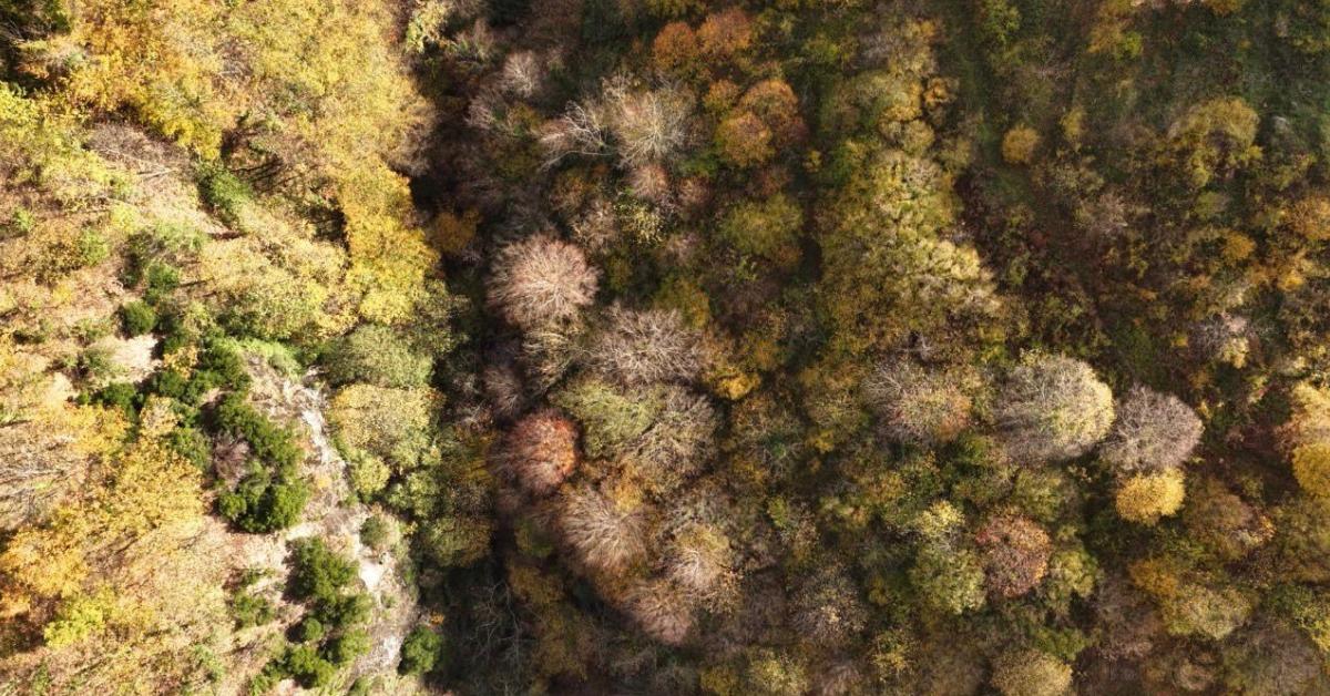 kocaeli basiskelede renk cumbusu 4CBiSFKE.jpg