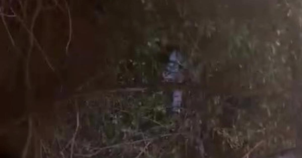 kocaeli golcukte bir cocuk agacta mahsur kaldi PhTPGUi4.jpg