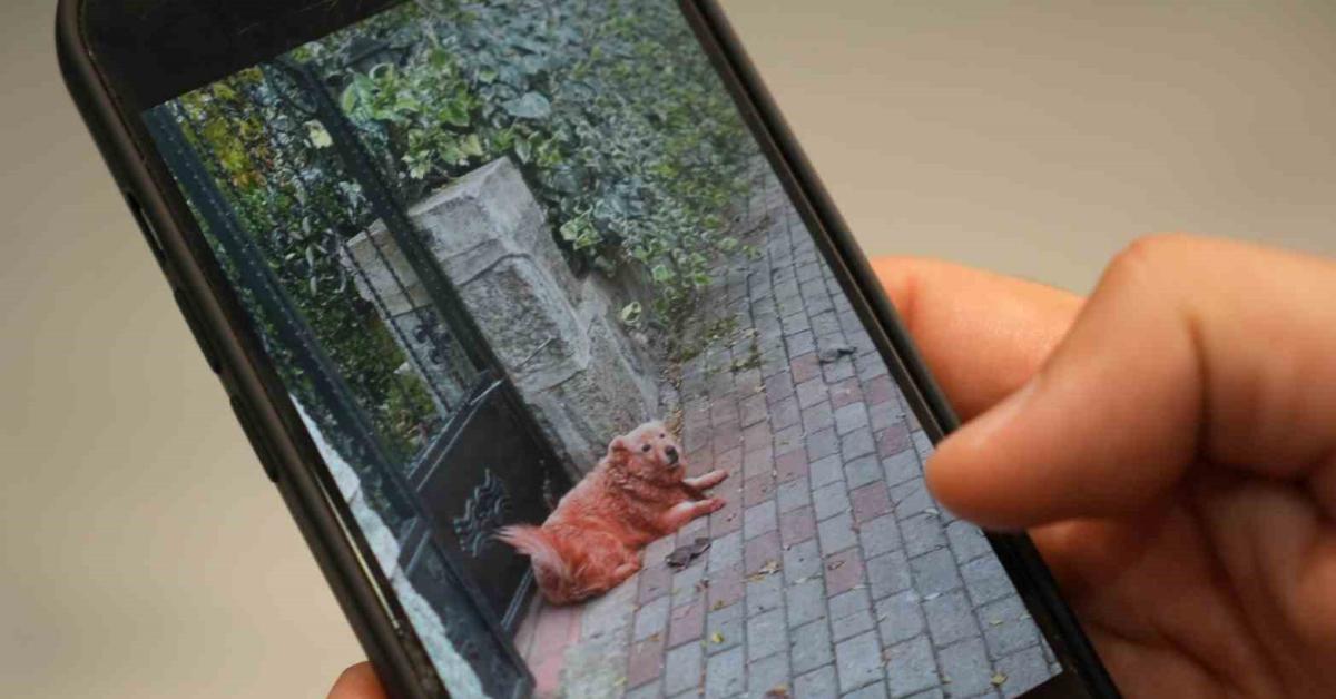 kocaelideki renkli sokak kopekleri infial yaratti 67bLrNsJ.jpg