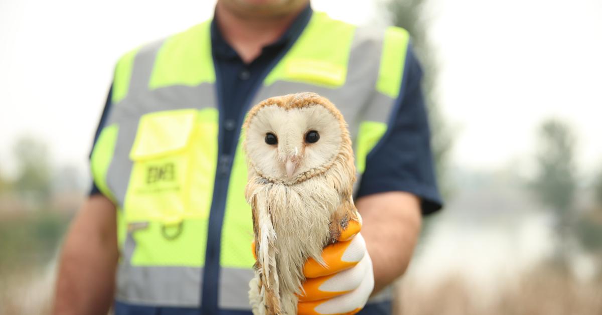sakarya arifiyede peceli baykus kurtarildi EHBCmOTu.jpg