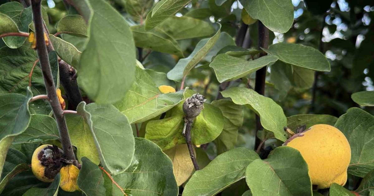 sakarya geyvede ayva veriminde buyuk hayal kirikligi d6CLPykZ.jpg