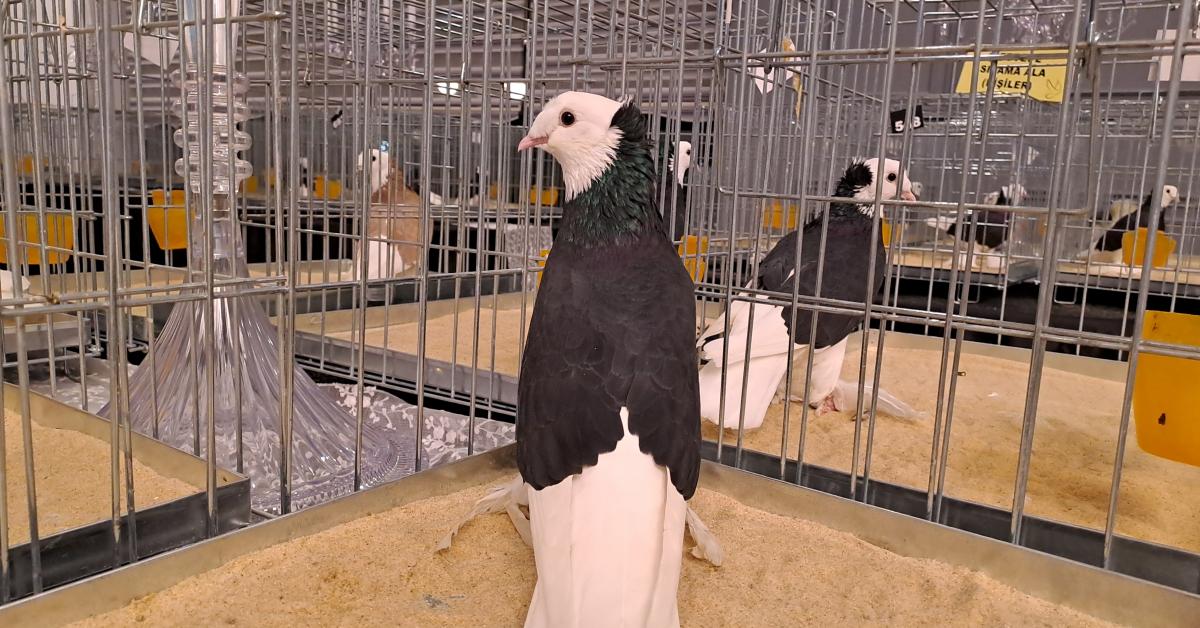 sakaryada kostum guvercinleri festivali coskusu 4v6UTVS8.jpg