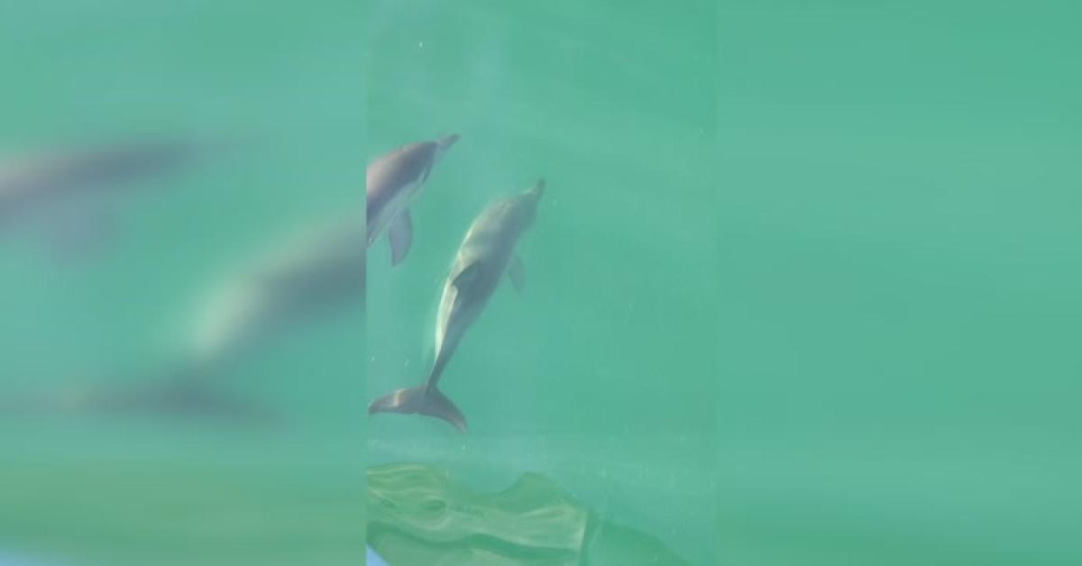 sakaryada sevimli yunuslar balikcilara eslik etti L5YvxpNj.jpg