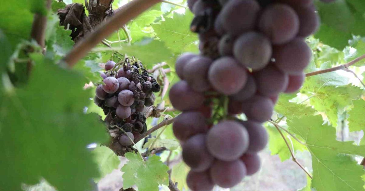 sakaryada uzum hasadi don nedeniyle dustu TJP5LLKS.jpg