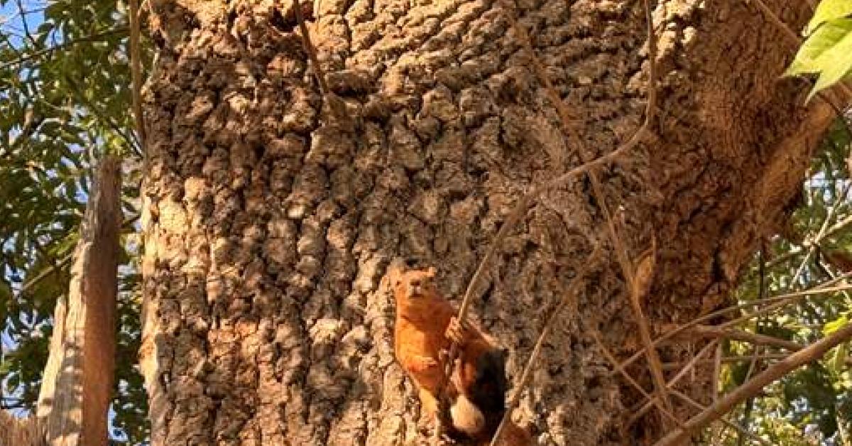 samsun alacamda sevimli sincaplar dikkat cekiyor 7LJRYWDH.jpg