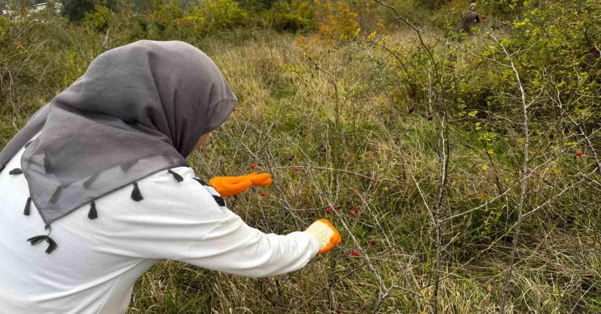 zonguldak alaplida dogal vitamin deposu icin hasat vakti geldi 3MYePky1.jpg