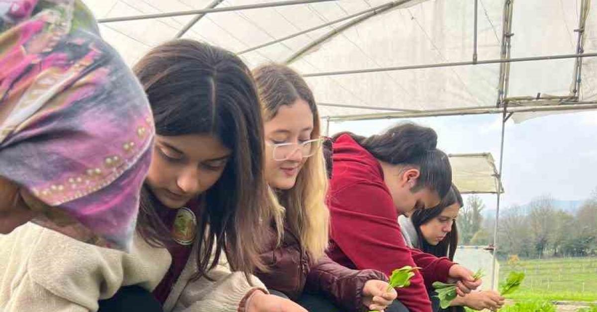 zonguldak caycumada tarim lisesi ogrencileri hasat deneyimi yasadi MZRMVC2U.jpg