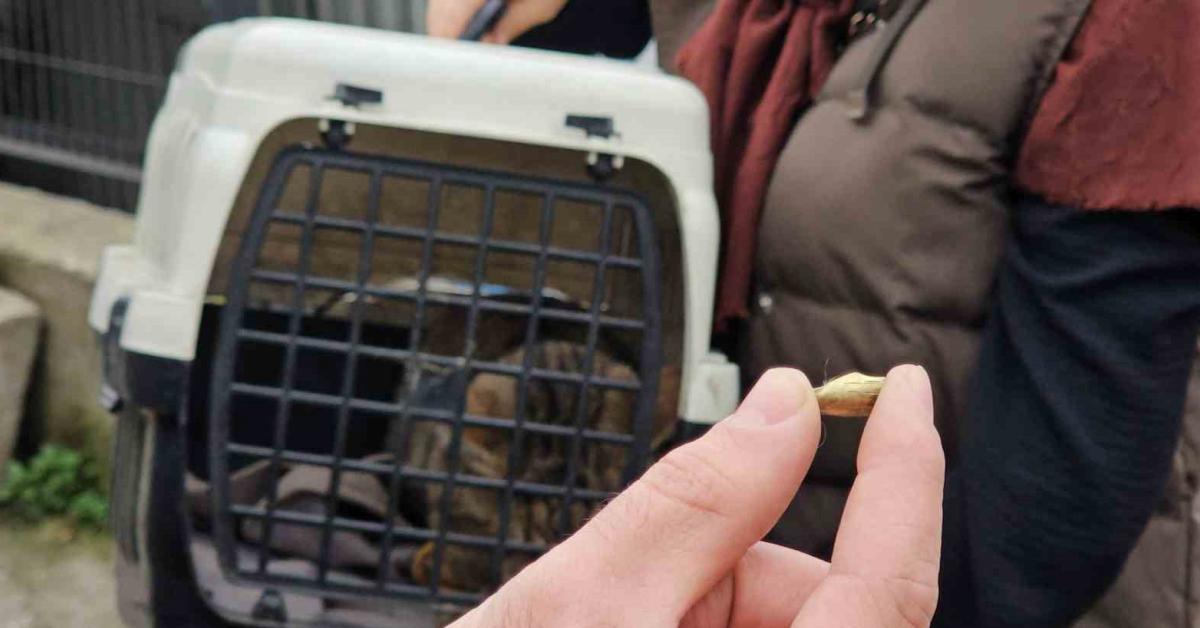 zonguldakta kaybolan kedi bacaginda yorgun mermiyle geri dondu NXSiH41v.jpg