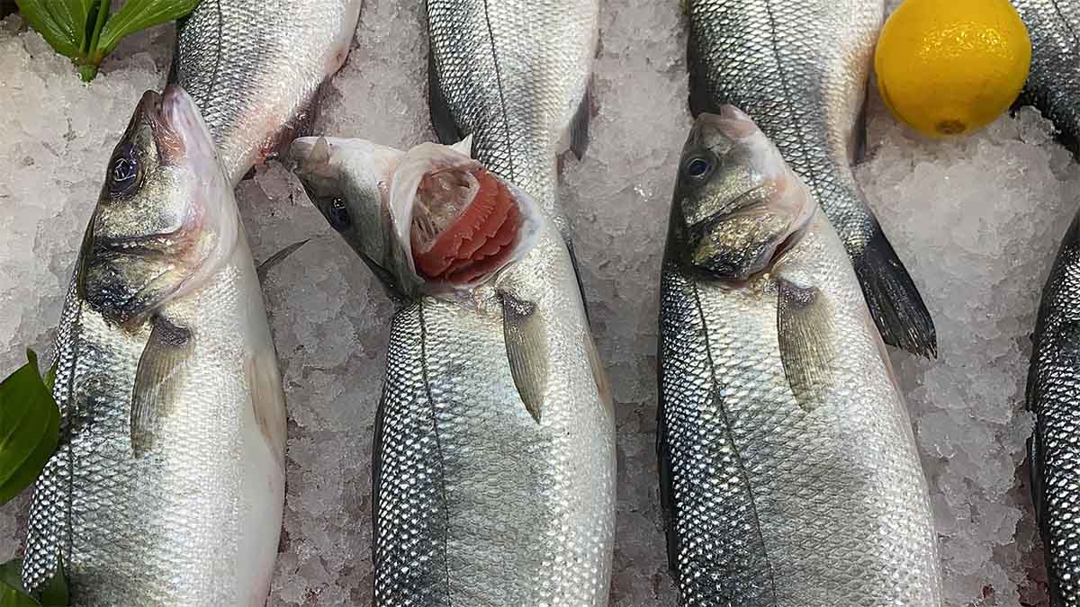 Bayat Balık Nasıl Anlaşılır? Bolu’da kış mevsimiyle birlikte balık tezgâhlarında yoğunluk artarken, vatandaşların en çok yanıldığı konulardan biri de balığın taze veya bayat olup olmadığını anlamak oluyor.
