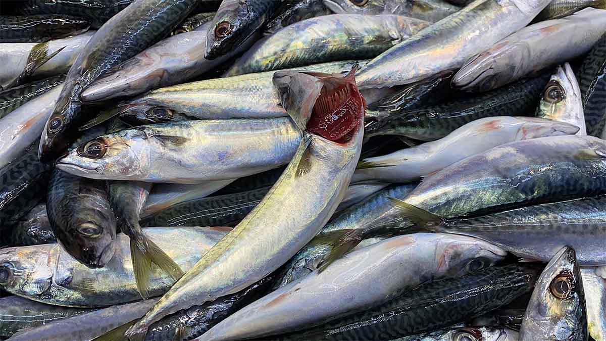 Bayat Balık Taze Balık FarkıMezgitin oldukça hassas bir balık türü olduğunu belirten Başaran, bayat balığın kolayca ayırt edilebildiğini söyledi."Mezgit çok hassastır. Bayat olduğu zaman karınları patlar. Eğer balığın karnı patlaksa bayattır, o şekilde almayın." sözleriyle vatandaşları uyardı.
