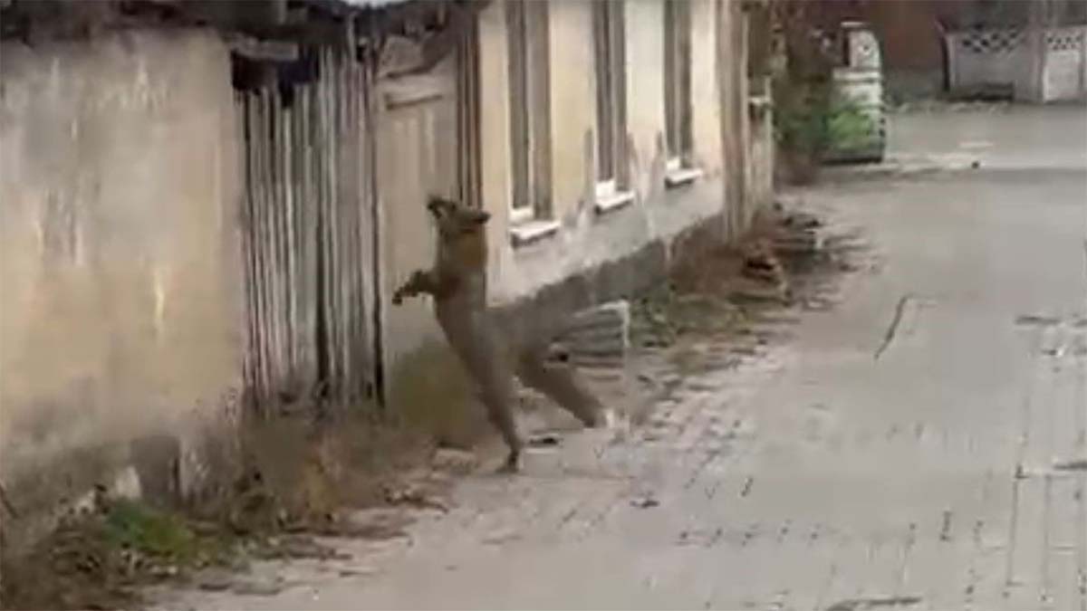 Bolu’da Köpek Seslerine Panikleyen Tilki Kameralara Yakalandı