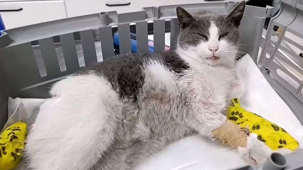 Bolu’da Otomobilin Ezdiği Kedi İstanbul