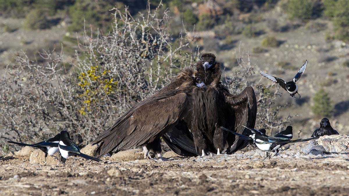 Dörtdivan Akbaba 5