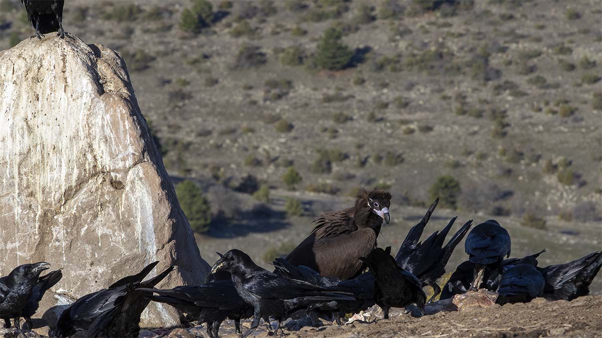 Dörtdivan Akbaba Tesisi