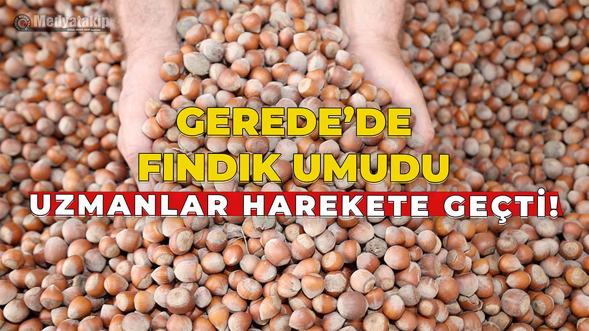 Gerede’de Fındık Umudu