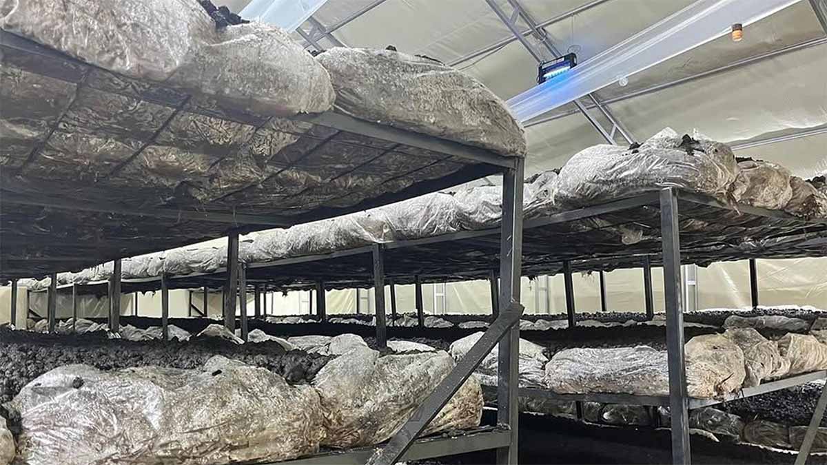 Mantar Üretim Tesisi