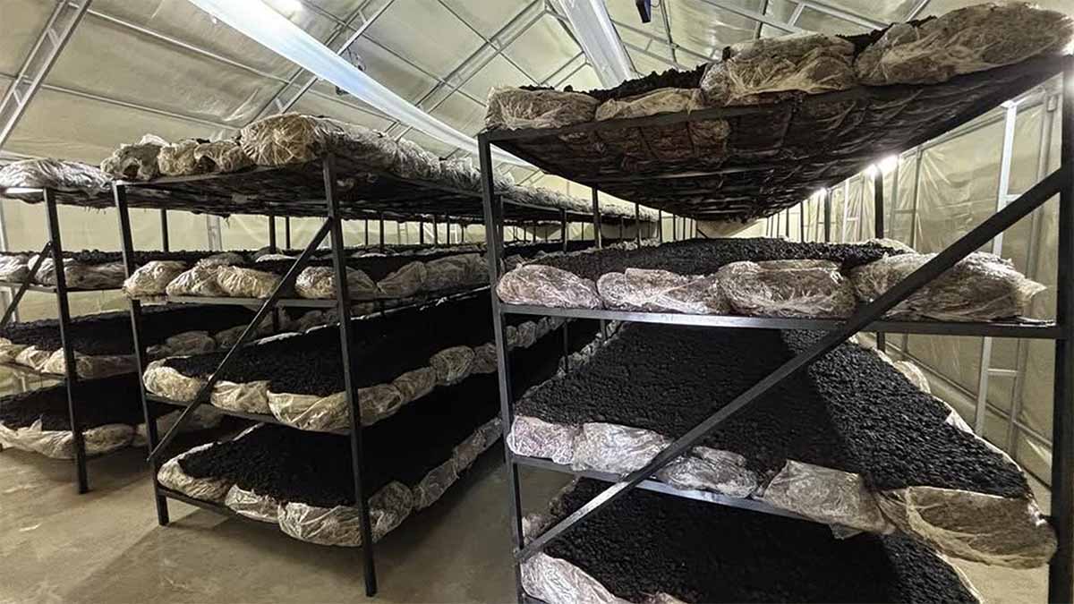 Mengen’de Yeni Kurulan Mantar Üretim Tesisi Dikkat Çekiyor