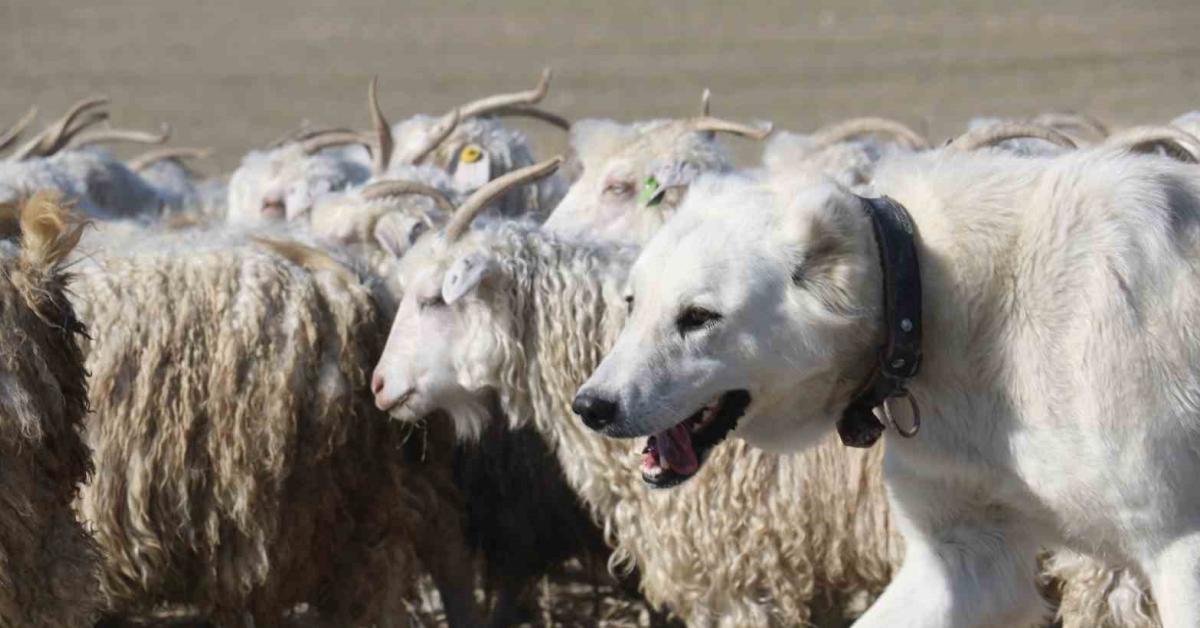 ankara ayasta gelenekten gelecege bir yolculugu M5vLXbtx.jpg