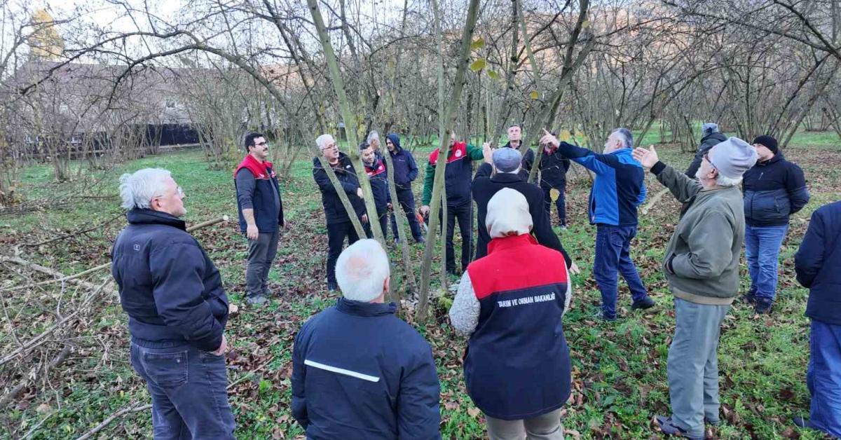duzcede findik budama anlatiliyor etkzhJTe.jpg
