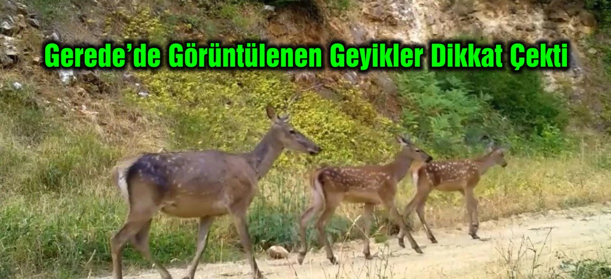 geyik