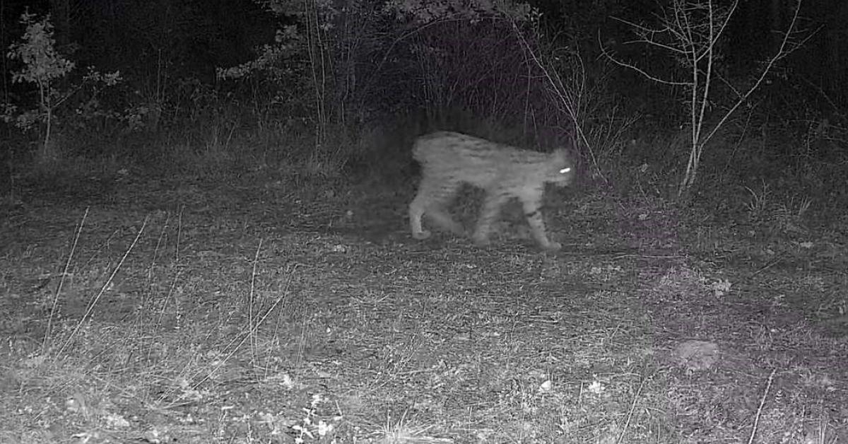 karabuk ovacikta vasak ve yavrusu goruntulendi VfUUsJxH.jpg