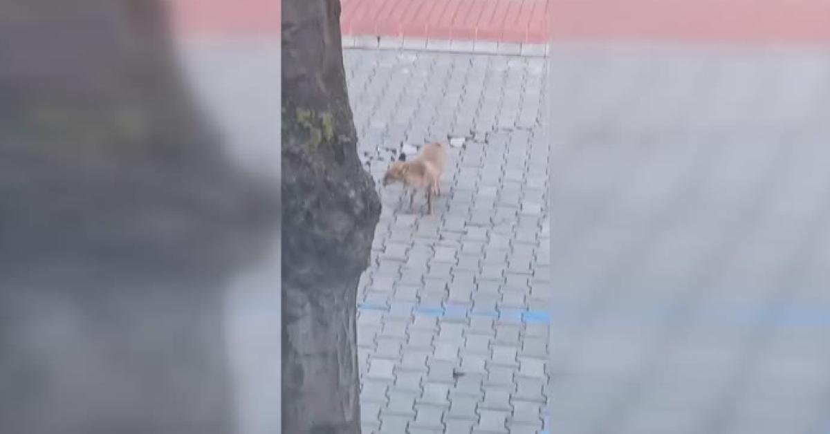 karabuk universitesinde tilki surprizi rdalLPtN.jpg