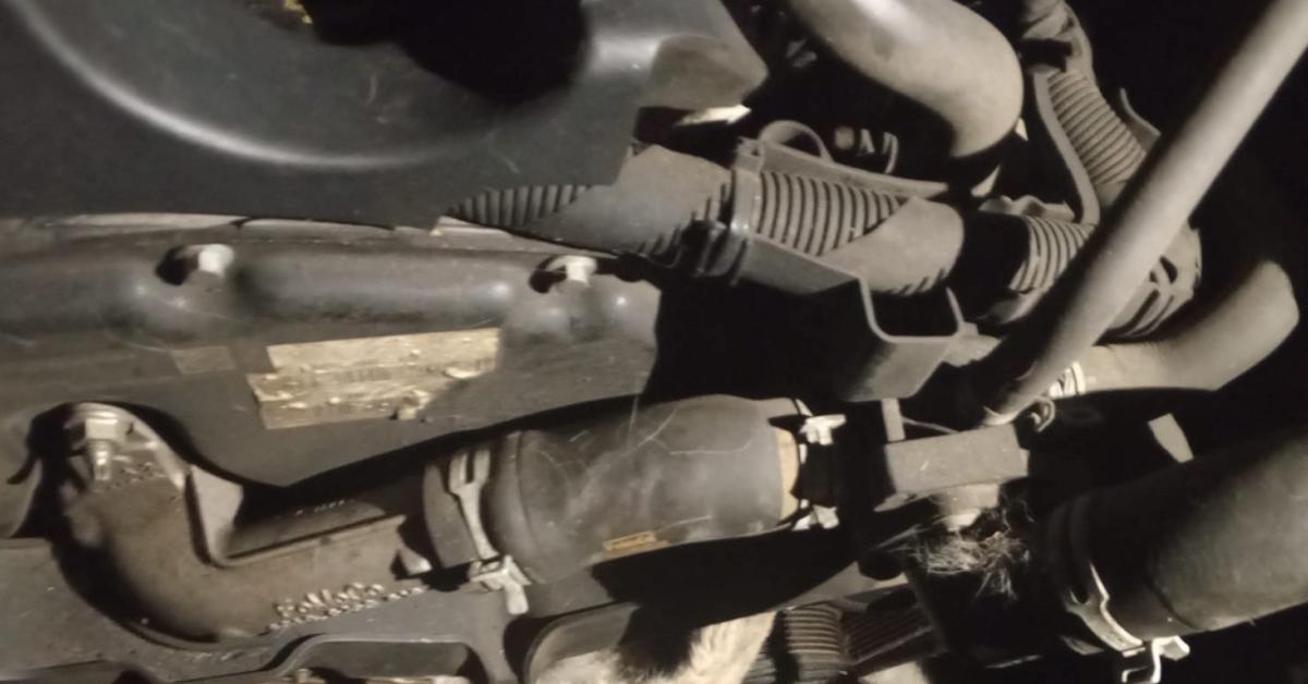 karabuk yenicede minibus motoruna sikisan kedi kurtarildi kvlBjjb9.jpg