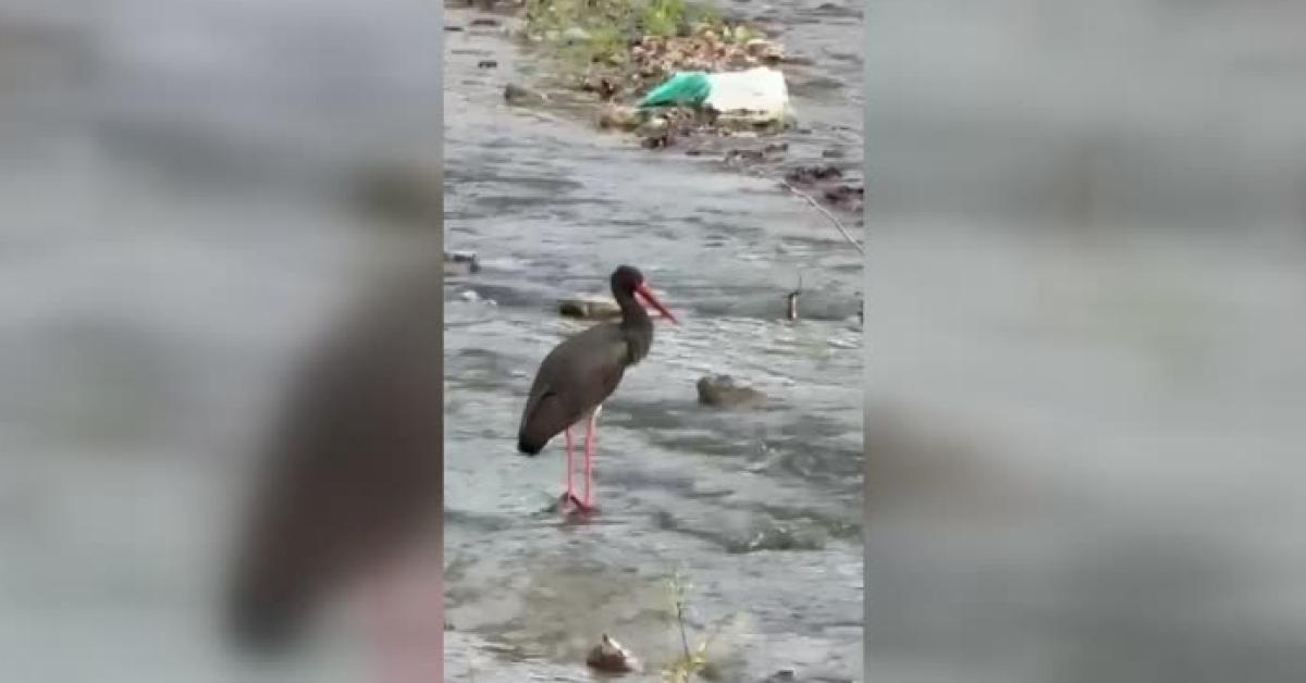 karabukte nadir gorulen kara leylek goruntulendi ycCvYfc6.jpg