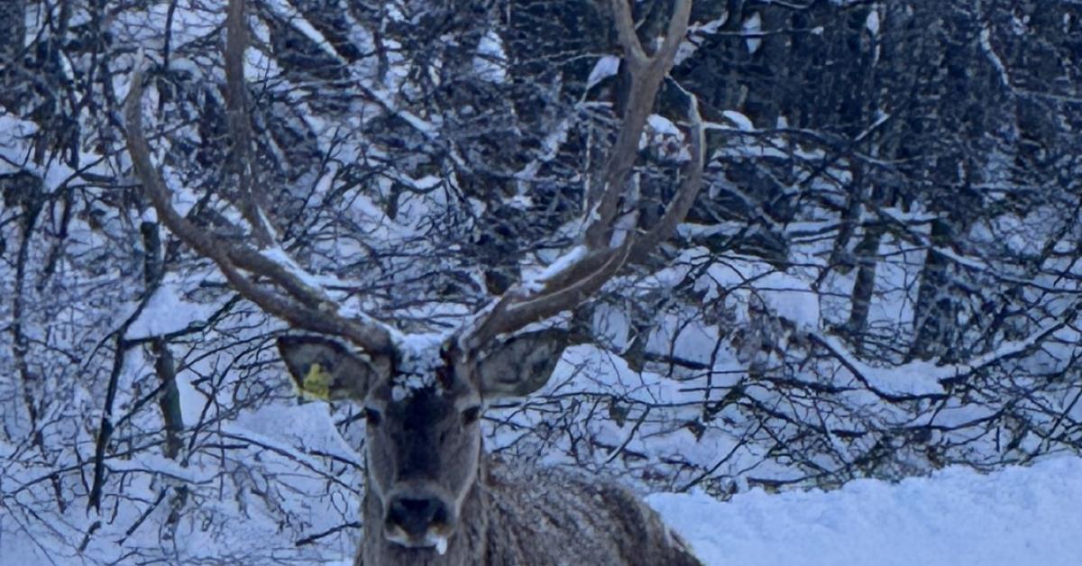 kocaeli kartepede kizil geyikler dogaya salindi UxslZmzK.jpg