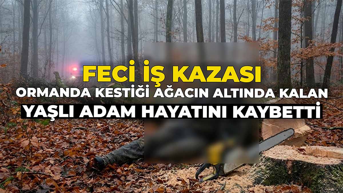 orman kestiği ağaç altında